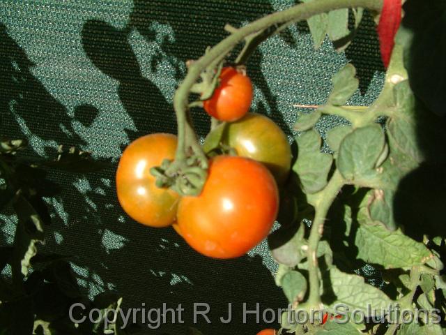 Tomatoes (1)